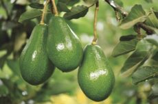 Abacate Quintal Enxertado