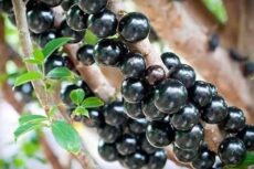 Jabuticaba Híbrida