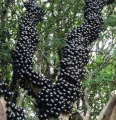 Jabuticaba Sabará