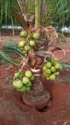Coqueiro Anão
