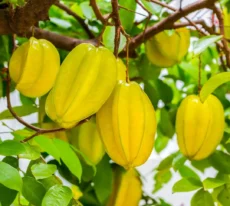 Carambola Doce