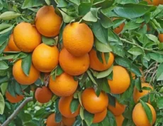 Laranja Pêra Natal