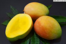 Manga Keitt Enxertada