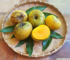 Manga Manteiga Enxertada