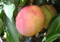 Manga Bourbon Enxertada