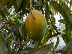 Manga Espada Enxertada