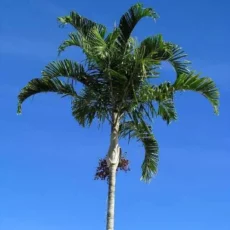 Edinar Flores e Eventos - A palmeira ravenala é uma espécie de palmeira  comumente chamada de palmeira dos viajantes, pelo fato de seus pecíolos  acumularem água. Desse modo, costumava ser um ótimo