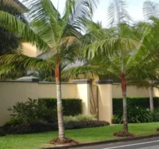 Palmeira Pescoço Marrom