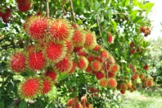 Rambutão