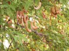 Tamarindo
