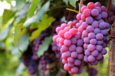 Uva Niágara Rosa